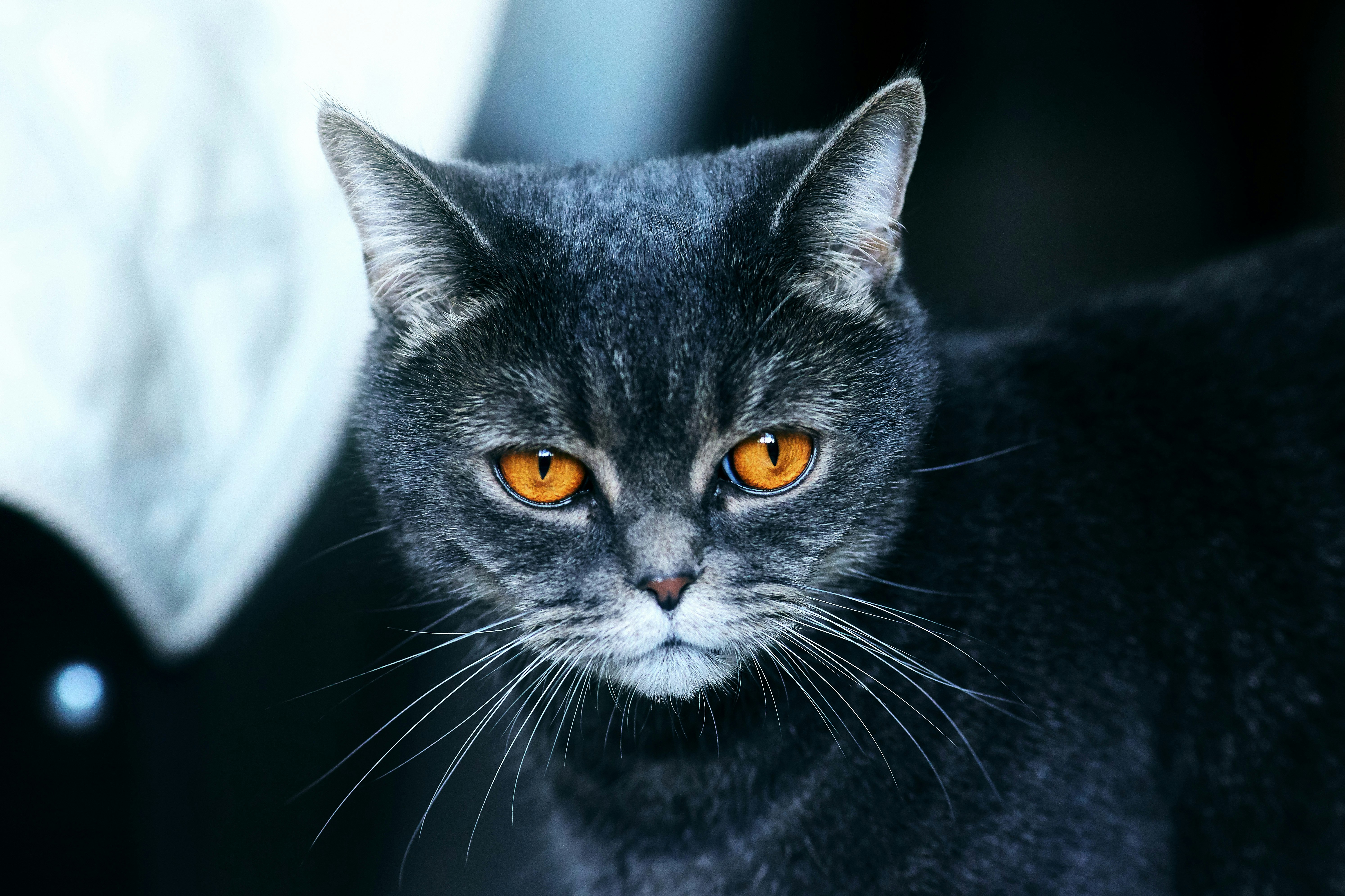 black cat in white background